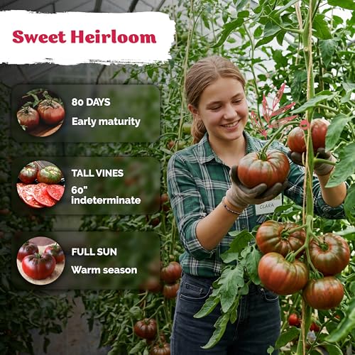 75 Cherokee Purple Tomato Heirloom Vegetable Seeds