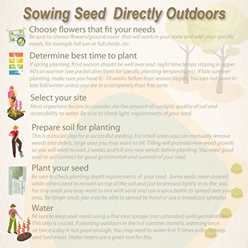 Cerise Queen Yarrow Seeds (10000 Count)