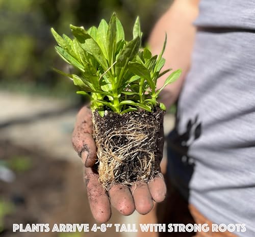 32 Live Butterfly Milkweed Plants (32 Count)