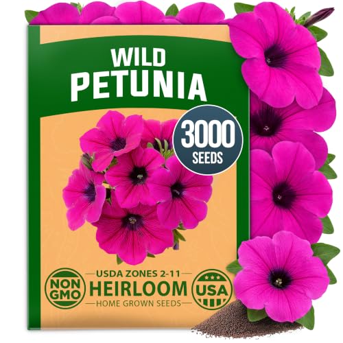 Wild Petunia 3000 Flower Seeds Petunia violacea