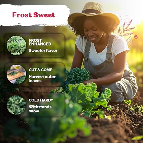 600 Vates Blue Scotch Curly Kale Seeds