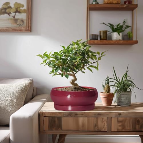 Succulent Pots (8 Inch / Wine Red)