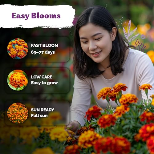 500 French Marigold Heirloom Flower Seeds for Planting
