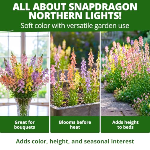 Northern Lights Snapdragon 12