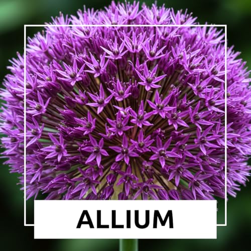 Purple Allium Bulbs for Planting