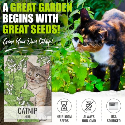 Catnip Seeds to Plant Heirloom Non (5 Packs)