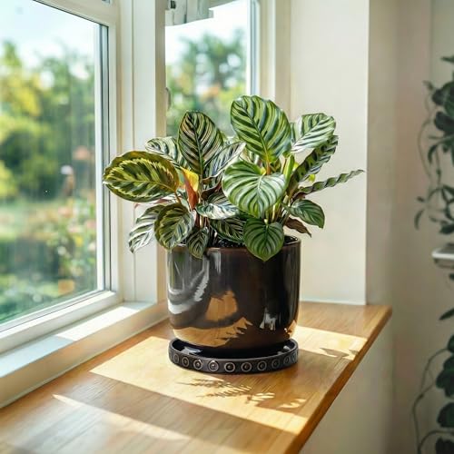 Plant Water Catcher Tray 5.6 Inch (5.6" / Black)