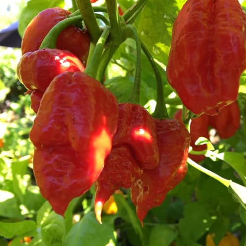 Ghost Pepper Bhut Jolokia Plants Live (Bhut Jolokia Chile Ghost Pepper)