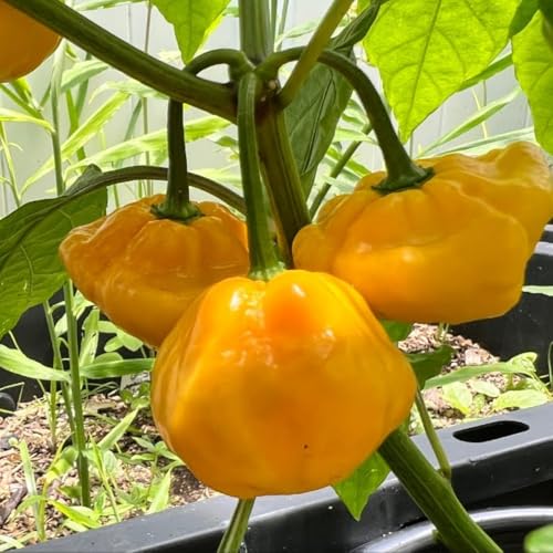 2 Yellow Jamaican Scoth Pepper Plants Live (Yellow Jamaican Scoth Bonnet Pepper)