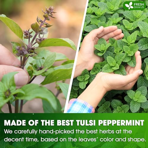 Premium Tulsi Peppermint Herbal Tea (55 Tea Bags)