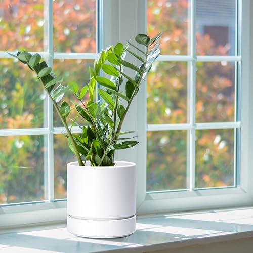 6 Inch Planter Pot with Drainage Hole & Saucer (2 Count)