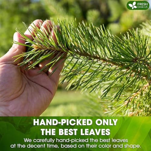 Pine Needle Tea (40 Tea Bags)