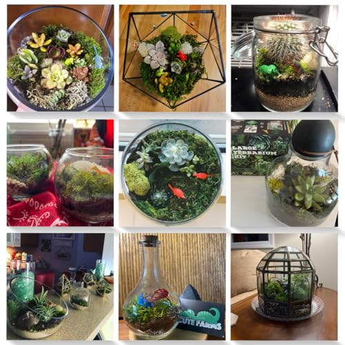 Terrarium Starter Kit (Large Kit + Live Plants + Crystals)