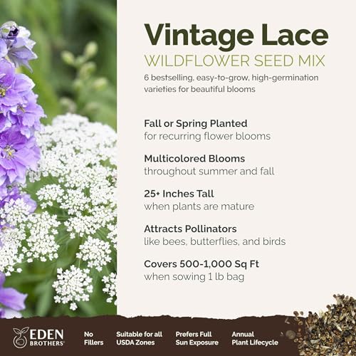 Vintage Lace Flower Mixed Seeds for Planting (1 Pound / Vintage Lace)