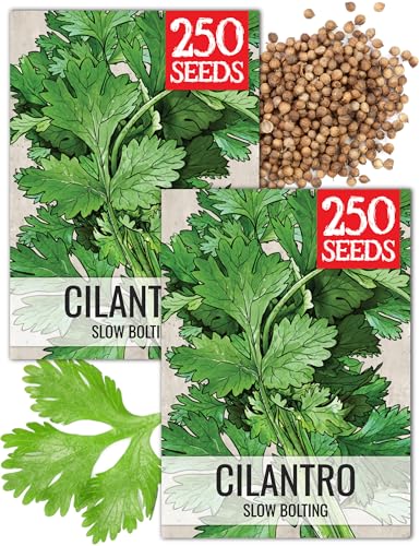 Cilantro Seeds to Plant Slow Bolting Heirloom & Non (2 Packs)