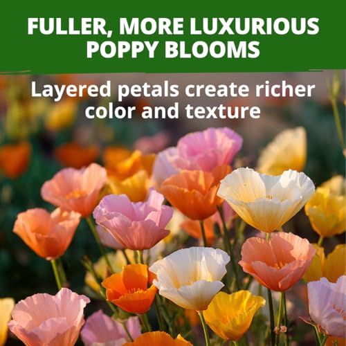 Mission Bells Poppy 6000 Flower Seeds Eschscholzia californica