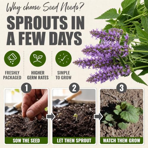 Anise Hyssop Seeds to Plant Perennial Heirloom Herbs 2 Packs (2 Packs)