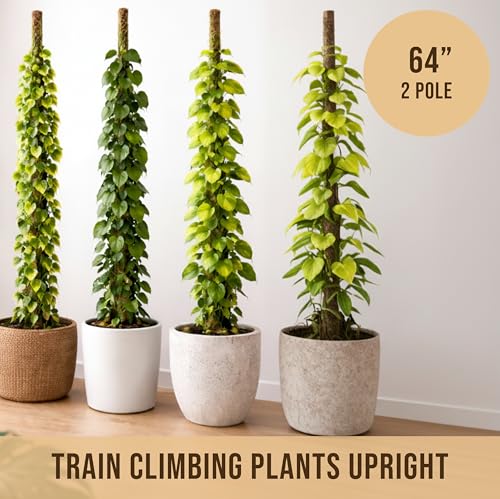 Moss Pole Monstera Plant Support (2-Pack (64 in))
