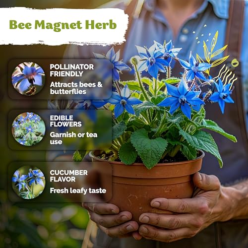 150 Borage Heirloom Herb Seeds for Planting