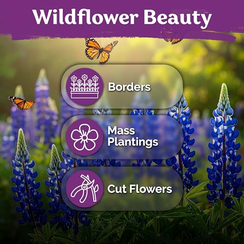 75 Texas Bluebonnet Heirloom Flower Seeds for Planting