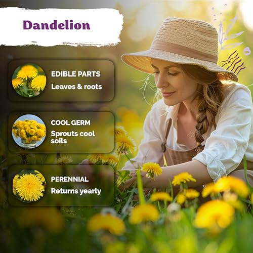 750 Dandelion Heirloom Flower Seeds for Planting