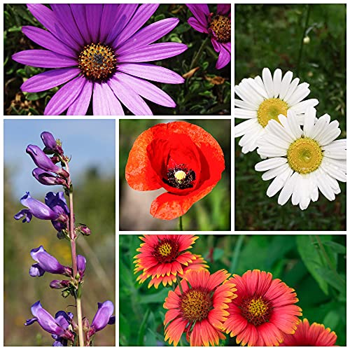 Sustainable Seed Co Wildflower Seed Bulk 2 oz 80 (Drought-Tolerant)