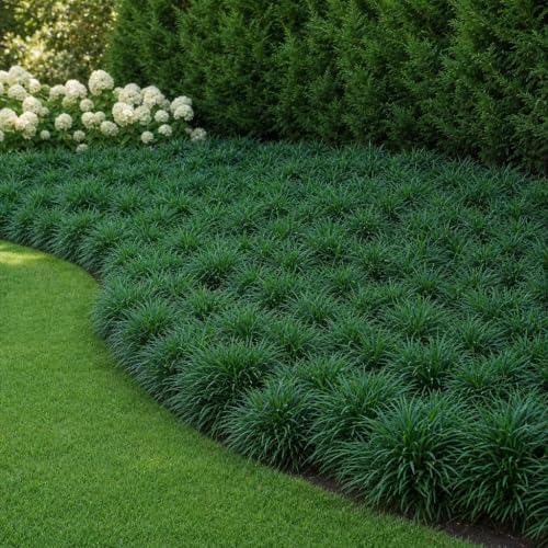 Mondo Grass 3 Live Plants (3 Count)
