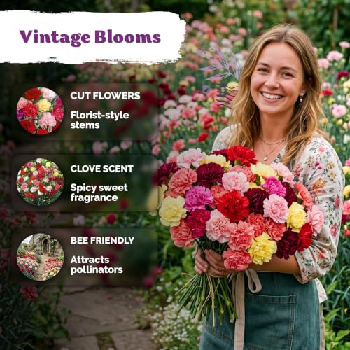 2 600 Chabaud Mix Clove Carnation Flower Seeds