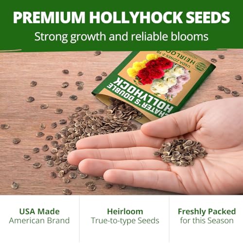 Hollyhock Seeds