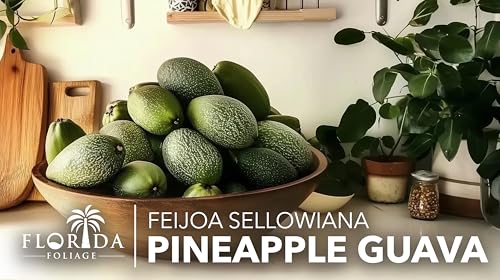 Pineapple Guava (2 Inch / 60 Plants)