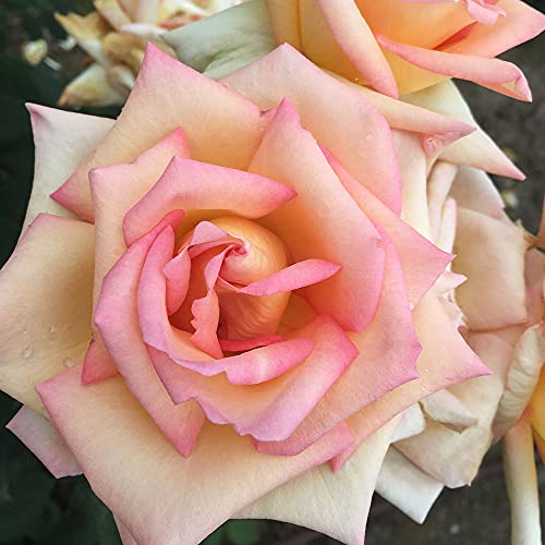 Heirloom Hybrid Tea Roses (The Lady)