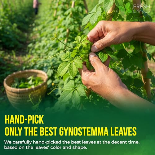Premium Gynostemma Tea Bags (135 Tea Bags)