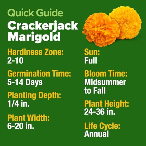 Crackerjack African Marigold Seeds