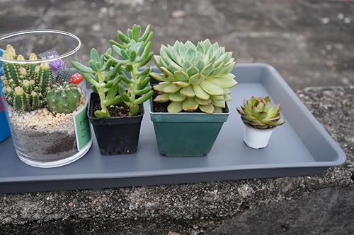 4 Pack Plant Saucer Tray Rectangular (4 Count)
