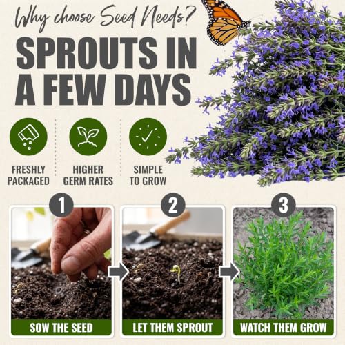 Blue Hyssop Seeds to Plant Heirloom Non (2 Packs)