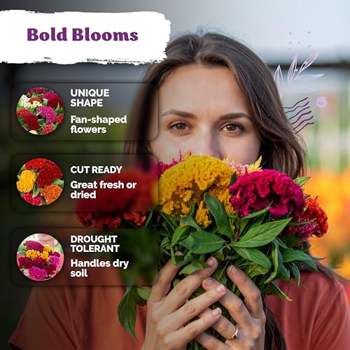 500 Dwarf Mix Cockscomb Heirloom Flower Seeds