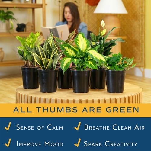 Live Indoor Plant Variety Pack (Medium (12-16 Inches Tall) / 6-Pack)