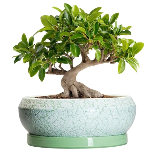 Bonsai Pots 10 Inch Ceramic Succulent Pot with Drainage Hole and Plant Saucer (10 Inch / Bright Green-white)