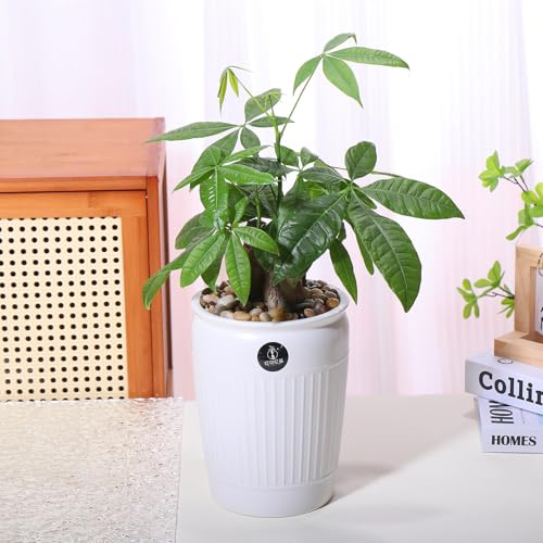 10lbs Rocks for Plants Indoor (160 Ounce)