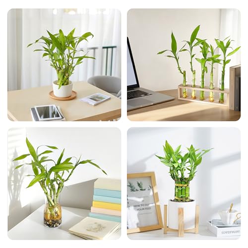Lucky Bamboo Plants Live Indoor