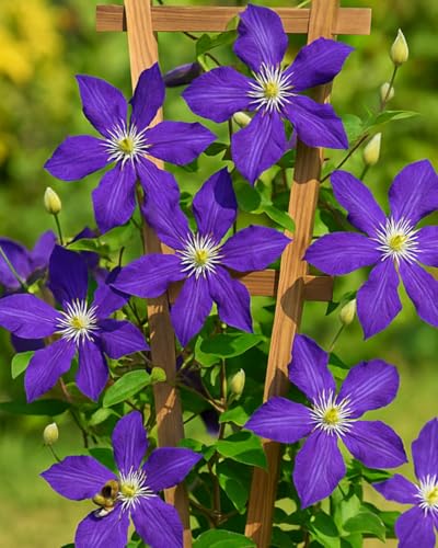 Perennial Farm Clematis 'Jackmanii' Hybrid (Jackmanii)