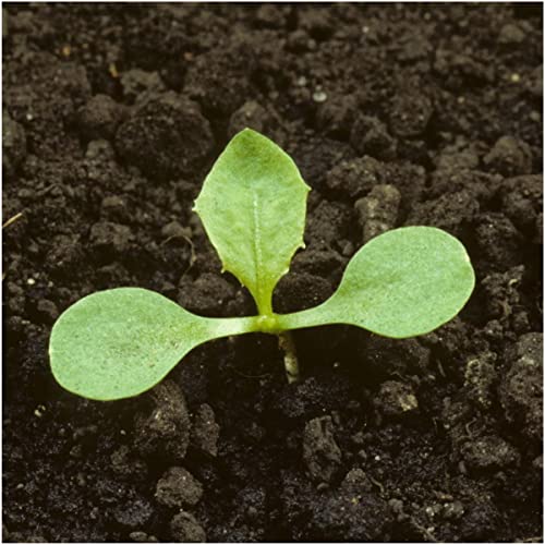 Dandelion Seeds to Plant Heirloom & Non (2 Packs)