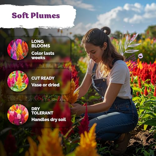 500 Mixed Pampas Plume Heirloom Flower Seeds for Planting