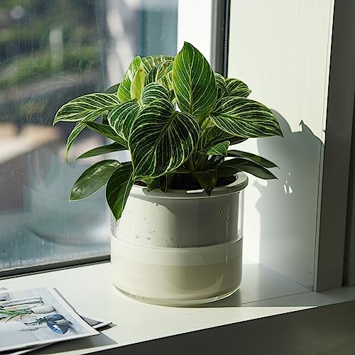 6 Inch Self Watering Planter (6" (1 Pack) / White)
