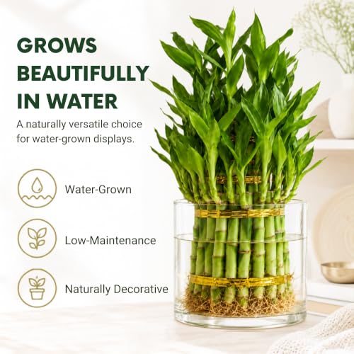 Lucky Bamboo Live Plant