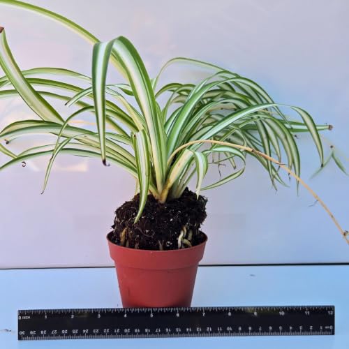 Spider Plant Air Purifier (1 Cup (4in) / spider)