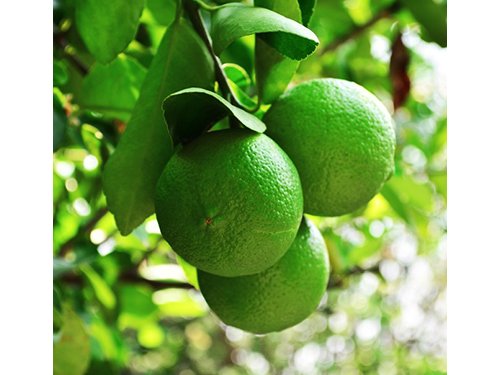 Mother's Day Live Persian Lime Tree Gift