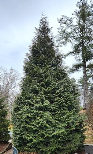 Thuja Green Giant Arborvitae Tree