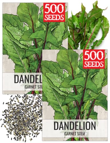 Garnet Stem Dandelion Seeds to Plant Heirloom & Non (2 Packs)