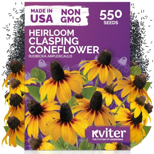 550 Clasping Coneflower Heirloom Flower Seeds